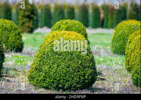 Zierbäume und Box Topiary Balls Pflanzen wachsen auf Plantagen auf  Baumschulen in Nordbrabant, Niederlande Stockfotografie - Alamy