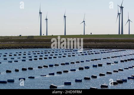 Niederlande, Bruinisse, Muschelzucht in Oosterschelde oder Grevelingen. Hintergrund Grevelingen Staudamm, Teil der Deltawerke und Windmühlen Stockfoto