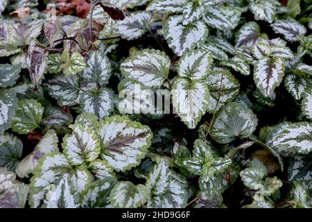 Lamium galeobdolon ‘Variegatum’ goldene tote Brennnessel / gelber Erzengel – eisklassen frische und dunkelgrüne Blätter mit weißem Spritzer und kastanienbraunen midbar, UK Stockfoto