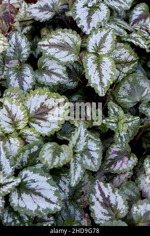 Lamium galeobdolon ‘Variegatum’ goldene tote Brennnessel / gelber Erzengel – eisklassen frische und dunkelgrüne Blätter mit weißem Spritzer und kastanienbraunen midbar, UK Stockfoto