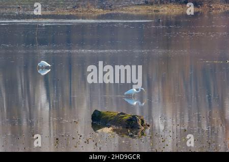 Schöne weiße Silberreiher aus dem Osten, die tagsüber im seichten Wasser Nahrung finden Stockfoto