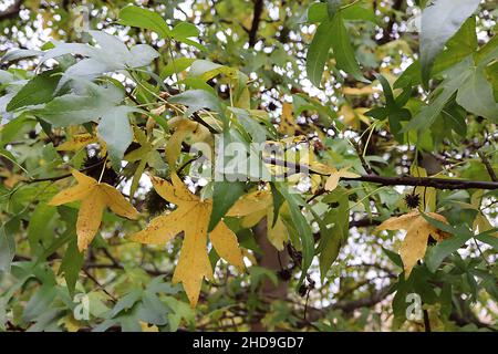 Liquidambar orientalisch süßer Kaugummi – dunkelbraune, stachelige Samenköpfe und gelbe und mittelgrüne, palmately gelappte Blätter, Dezember, England, Großbritannien Stockfoto