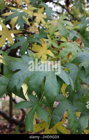 Liquidambar orientalis orientalischer süßer Kaugummi – gelbe und mittelgrüne, palmately gelappte Blätter, Dezember, England, Großbritannien Stockfoto