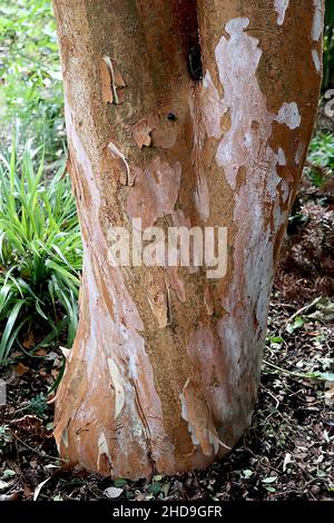 Luma apiculata chilenische Myrte / Temu - abblätternder kupferbrauner Stamm mit glatter cremefarbener Rinde, Dezember, England, Großbritannien Stockfoto