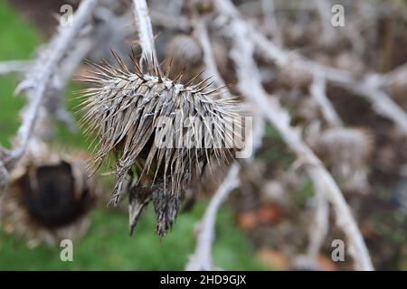 Onopordum acanthium cotch thistle – buff urn-like spiky bracts, Dezember, England, UK Stockfoto