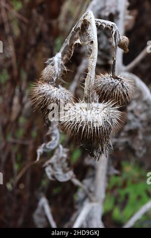 Onopordum acanthium cotch thistle – buff urn-like spiky bracts, Dezember, England, UK Stockfoto