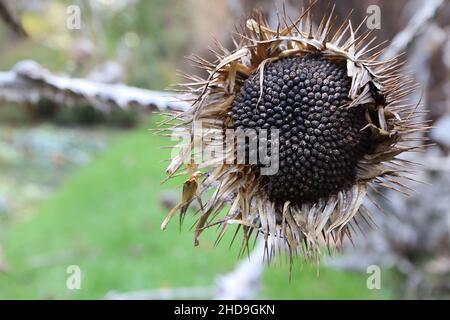 Onopordum acanthium cotch thistle – dicht gepackte schwarze Samen auf buffigen Urnen-ähnlichen stacheligen Bracts, Dezember, England, Großbritannien Stockfoto