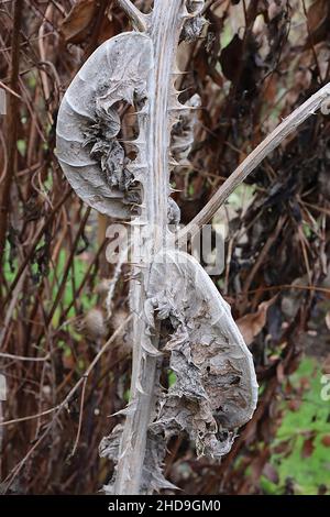 Onopordum acanthium cotch thistle – geschrumpfte graue Blätter auf Spinnweben stacheligen Stielen, Dezember, England, Großbritannien Stockfoto