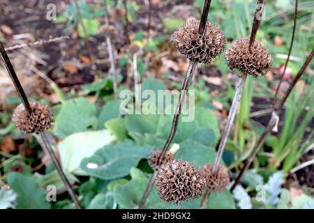 Phlomis russeliana Türkischer Salbei – unterbrochene Stacheln aus buffig getrockneten Blütenköpfen und basalen ovalen mittelgrünen Blättern, Dezember, England, Großbritannien Stockfoto