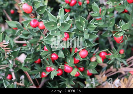 Ruscus aculeatus Butcher’s Besen – glänzende runde rote Beeren und dunkelgrüne Blätter mit Rückenspitze, Dezember, England, Großbritannien Stockfoto