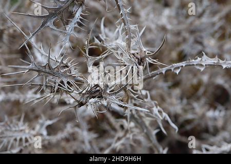 Skolymus hispanicus goldener Distel – sehr spießige Buff-Hochblätter und dornige Stängel, Dezember, England, Großbritannien Stockfoto