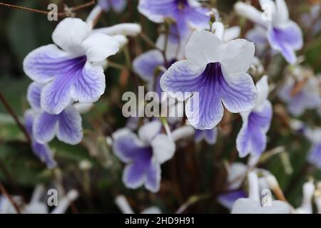 Streptocarpus ‘Crystal Ice’ Umhang Primrose Crystal Ice - flache, röhrenförmige weiße Blüten mit hellviolettem Fleck, runzeligen, länglichen Blättern, Stockfoto