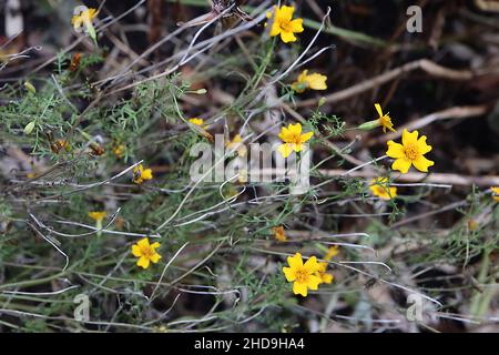 Tagetes tenuifolia ‘Lemon Gem’ Signet Ringelblume Lemon Gem – kleine gelbe Blüten mit eingekerbten Blütenblättern, Dezember, England, Großbritannien Stockfoto