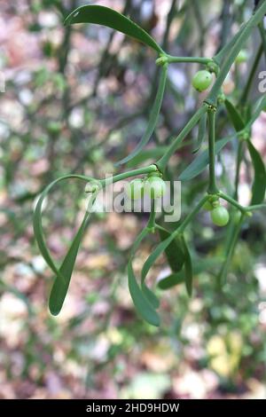 Viscum Album Misteloe – runde hellgrüne Beeren und längliche mittelgrüne geflügelte Blattpaare, Dezember, England, UK Stockfoto