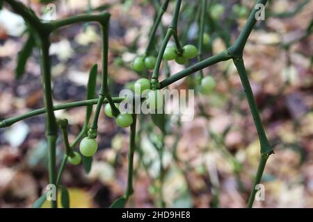 Viscum Album Misteloe – runde hellgrüne Beeren und längliche mittelgrüne geflügelte Blattpaare, Dezember, England, UK Stockfoto