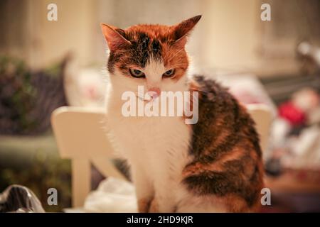 Beleidigte tricolor Katze mit rotem Fleck auf der Nase. Selektiver Fokus Stockfoto