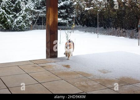 Die eiskalte Tricolor-Katze rennt vor Schneefall in die überdachte Veranda. Holzsäule mit Klauenmarkierungen. Verschneite Hof Hintergrund Stockfoto