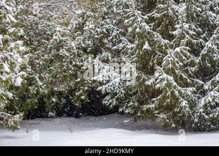 Schneebedeckte Bäume Fichten und Thuja im Hof. Schneefall. Selektiver Fokus. Schöner Winterhintergrund Stockfoto