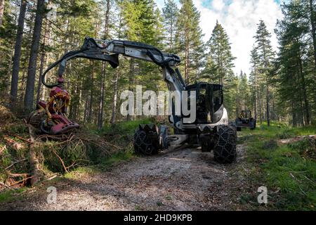 Ernte im Wald mit vollautomatischer Maschine Stockfoto