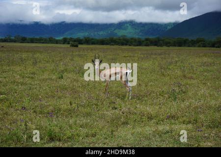 Wunderschöne Thomson's Gazelle, gefangen im Ngorongoro Krater, Tansania 2021 Stockfoto