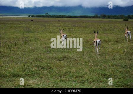 Gruppe von drei Thomson's Gazellen, die im Ngorongoro-Krater in Tansania gefangen wurden 2021 Stockfoto