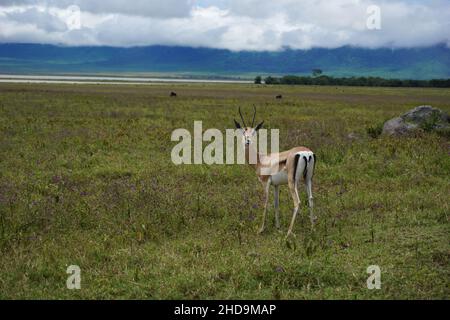 Die neugierige Gazelle von Thomson wurde im Ngorongoro-Krater, Tansania 2021, gefangen Stockfoto