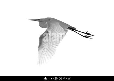 Graustufenaufnahme eines Graureihern (Ardea cinerea) im Flug isoliert auf weißem Hintergrund Stockfoto