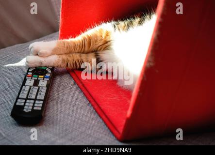 Die Katze ruht in einem roten Karton und ihre Beine ruhen auf der fernbedienung des fernsehers Stockfoto