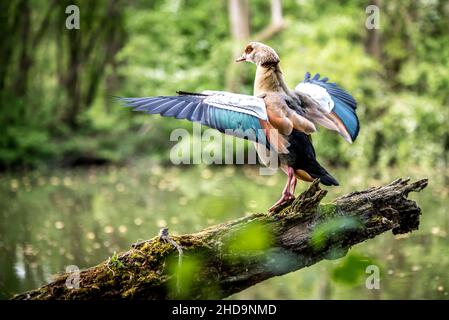 Der weiche Fokus einer ägyptischen Gans, die ihre bunten Flügel flattern, während sie auf einem alten Holzstamm im Wald thront Stockfoto