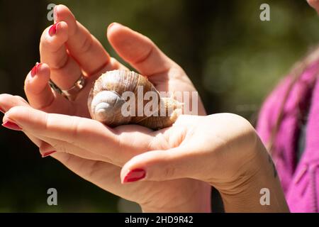 Schnecke mit einem Haus auf den Händen der Frau Stockfoto