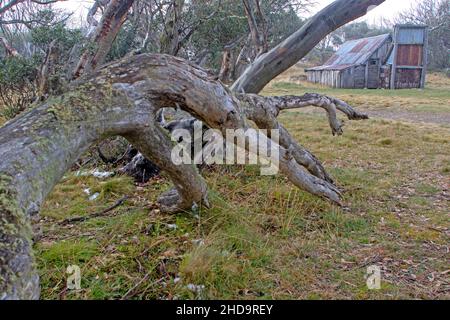 Wallaces Hütte auf der Bogong Hochebene Stockfoto