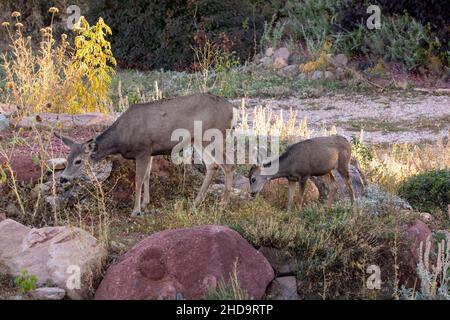 Schöne niedliche Wildschwänzinnen auf dem Feld grasen während des Tages grünes Gras Stockfoto