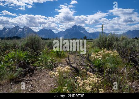 Wildblumen und Sageburten im Grand Teton National Park in Wyoming Stockfoto