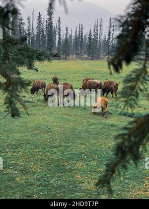 Herde von Bisonbüffeln, die auf einem Feld grasen Stockfoto