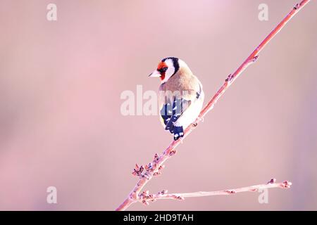 Goldfink, Carduelis carduelis, niedlicher kleiner, farbenfroher Vogel, der auf einem Zweig aus Obstbaum sitzt, der Knospen hat Stockfoto