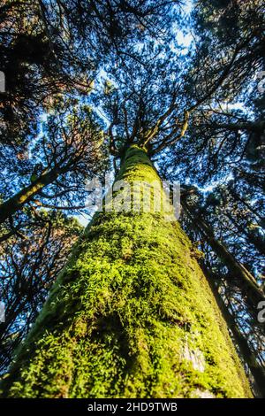 Waldunterseite im Herbst. Baum mit Moos bedeckt Stockfoto