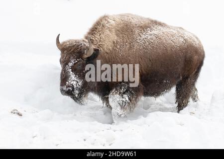 Knietief im Schnee Stockfoto