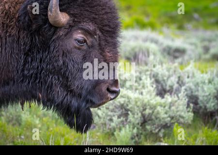 American Bison im Feld des Grand Tetons NP, Wyoming Stockfoto