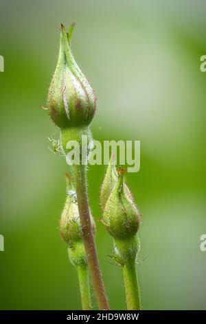 Selektive Fokussierung von Rosenknospen in einem Garten vor unscharfem Hintergrund Stockfoto