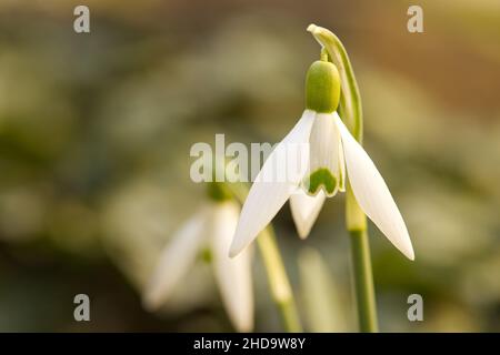 Selektiver Fokus von weißen Schneegropfenblumen, die vor einem unscharfen Hintergrund auf einem Feld blühen Stockfoto