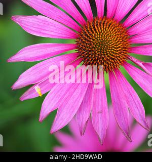 Vertikale Aufnahme einer purpurnen Kegelblume in einem Garten vor verschwommenem Hintergrund Stockfoto