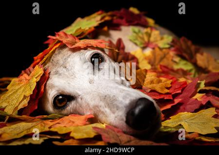 Greyhound Hund im Herbst Blätter mit schwarzem Hintergrund Stockfoto