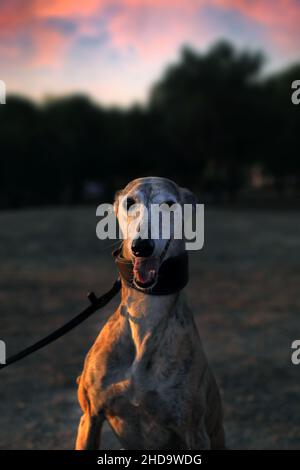 Portrait des spanischen Windhundhundes Stockfoto