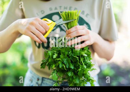 Frau, die die Petersilie im Garten hält. Stockfoto