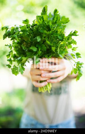 Frau, die die Petersilie im Garten hält. Stockfoto