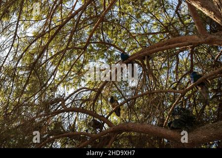 Pfauenvögel (Phasianidae) auf den Bäumen aus dem Garten der Burg São Jorge in Lissabon Stockfoto