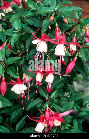 Nahaufnahme von Fuchsia Alice Hoffman. Eine einzelne halbdoppelte rote und weiße aufrechte Fuchsie mit buschigen Wachstum. Ideal zum Aufhängen von Körben und Behältern Stockfoto