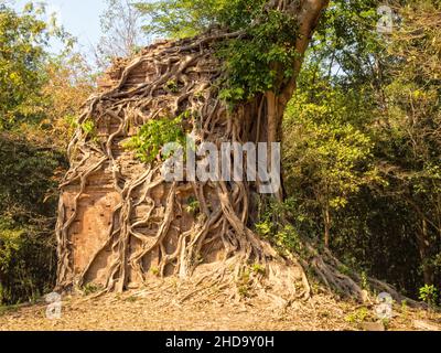 Überwucherter Tempel in Prasat Sambor - Sambor Preise Kuk, Kambodscha Stockfoto