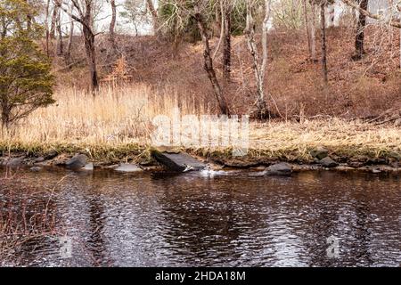 Getrocknete Bäume tief im Wald mit Fluten. Stockfoto