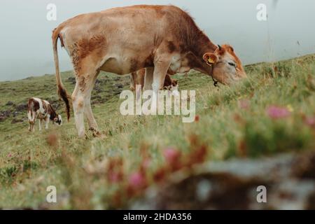 Viehherde grasen auf einer schönen Wiese mit Blumen, nebligen Himmel Stockfoto